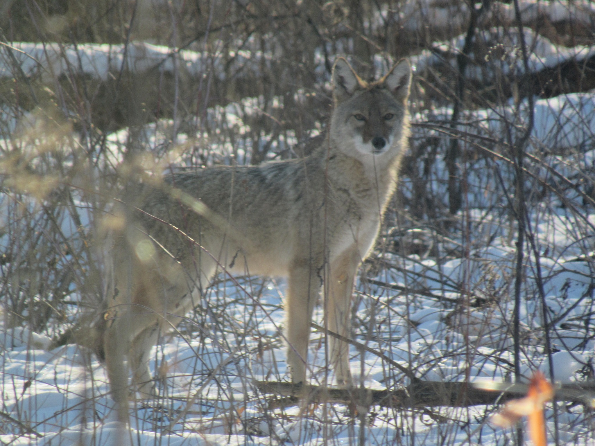 Coyote seen 1-24 from EIC bird observation room