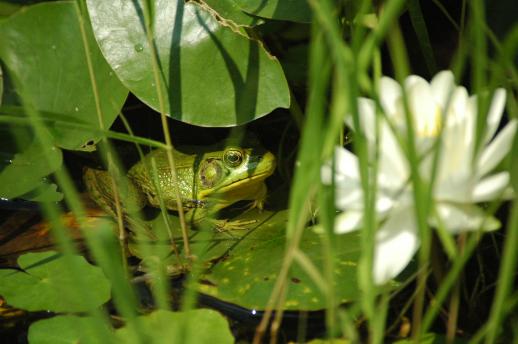 Green frog among tall grass and leaves