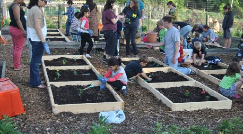 Group of students completing planting of vegetables into garden beds